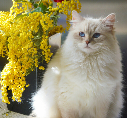 1.-jolie-gatto-cat-ragdoll-mimose-fori-occhi-blu