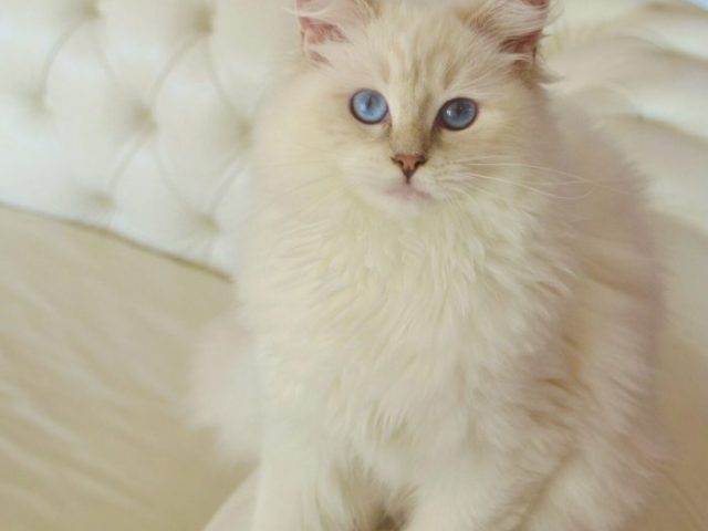 2.-cat-gatto-ragdoll-angelina-jolie-divano-sofa-appartamento-dolce-pet-therapy-700x650
