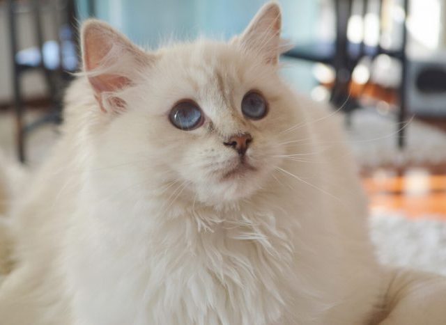 3.-chat-katzen-ragdoll-cat-gatto-occhi-blu-eyes-cute-fluffy-700x467