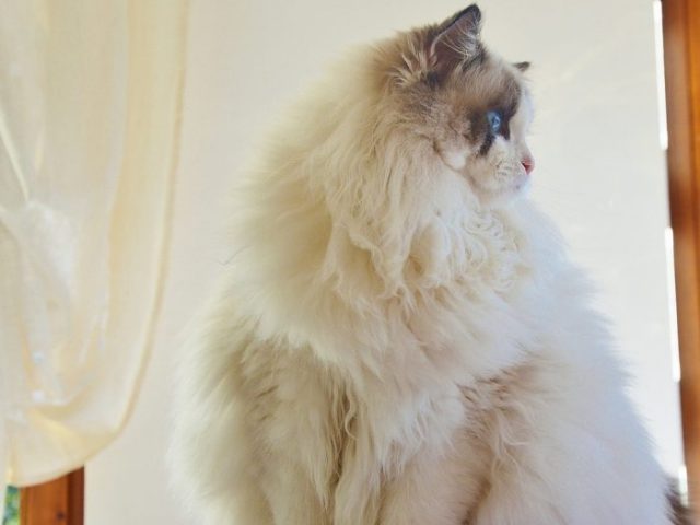 4.-gatto-ragdoll-cat-dolce-coccole-tende-biano-white-sexy-milano-700x608
