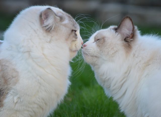9.-cat-gatto-ragdoll-amore-love-tenero-coccole-puffoso-peloso-bacio-kiss-katzen-cremona-mantova-lodi-lecco-iseo-700x466