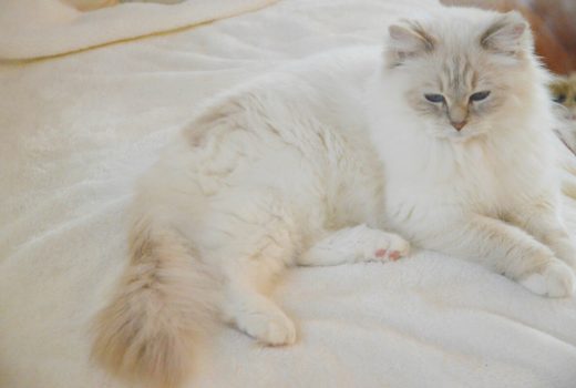 9.-elegante-cute-nice-elegant-chic-fashion-cat-gatto-ragdoll-love-coccole-affetto-520x350