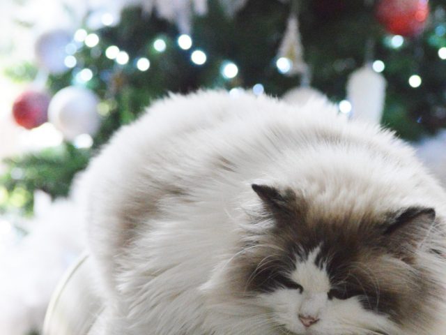 11. gatto ragdoll natale christmas divano casa loft albero seal bicolor marrone scuro milano