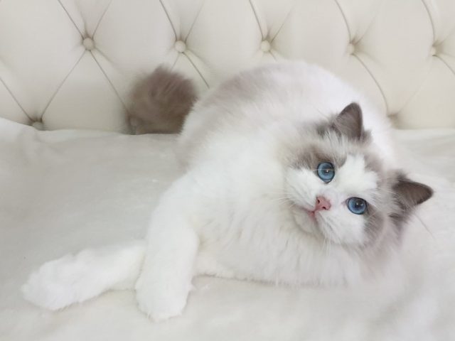 3. gatto femmina pelosa affettuosa occhi blu divano casa salotto