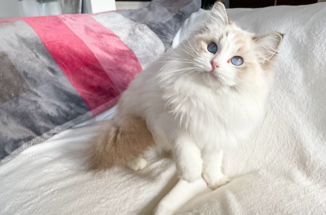6. cat gatto ragdoll amorevole tranquilla loft luxury pedigree